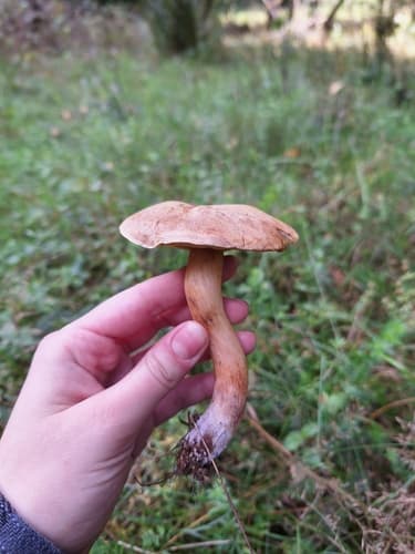 Borowikowate