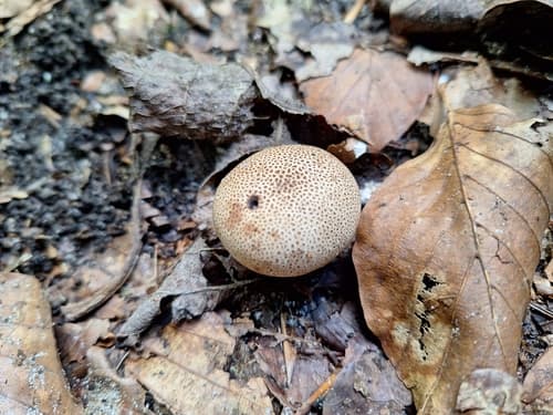 Agaricomycetidae