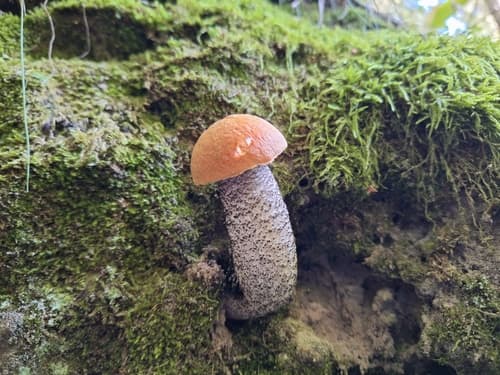 Leccinum