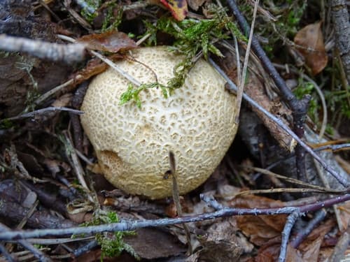 Tęgoskór cytrynowy