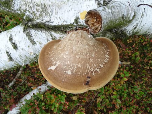 Białoporek brzozowy