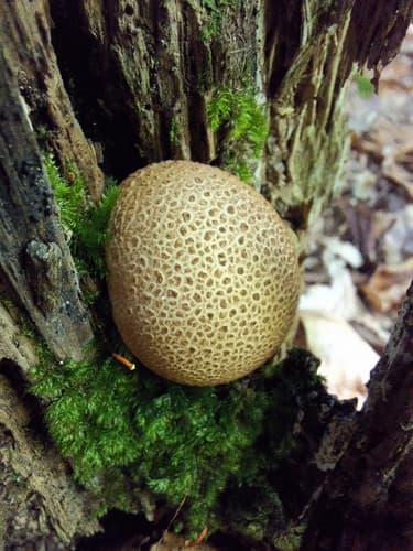 Tęgoskór cytrynowy
