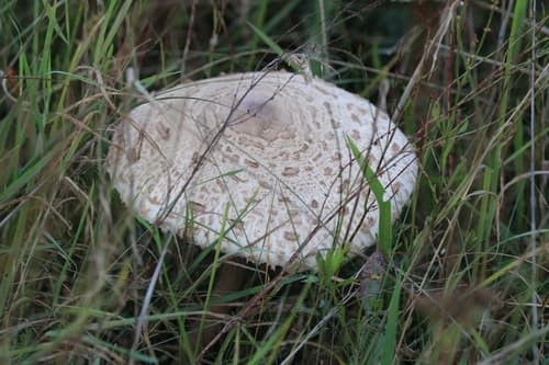 Czubajka kania