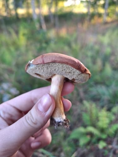 Podgrzybek brunatny