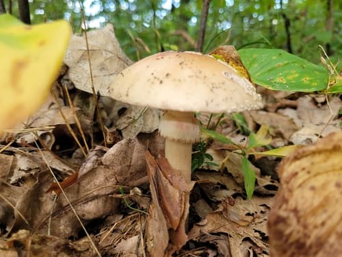 Muchomor czerwieniejący