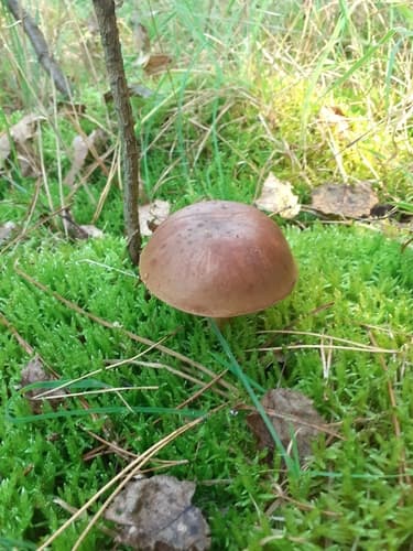 Borowikowate