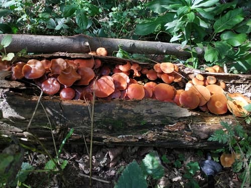 Kuehneromyces