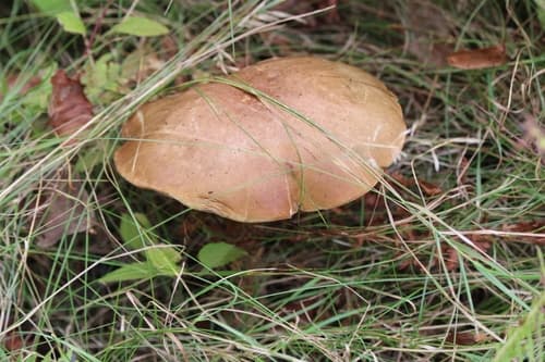 Koźlarz babka