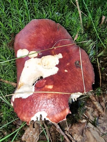 Gołąbek