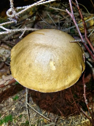 Koźlarz babka