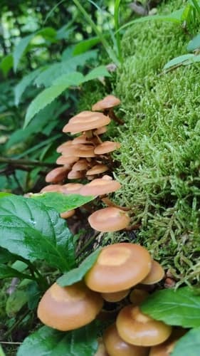 Kuehneromyces