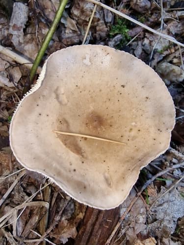 Pieczarkowce