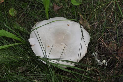 Pieczarkowate