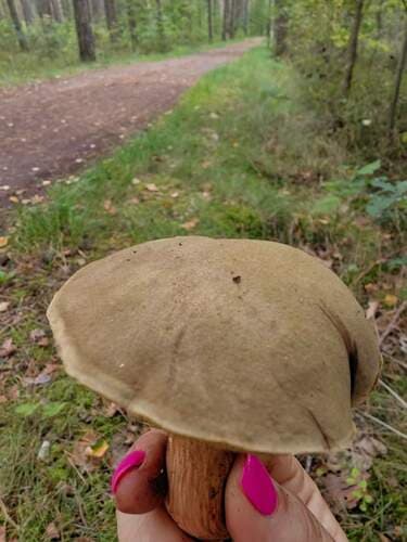 Borowikowate