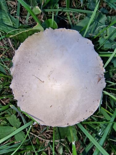 Pieczarkowate
