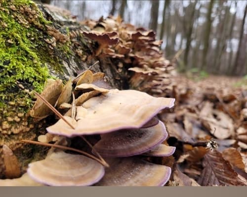 Niszczyk liściastodrzewny