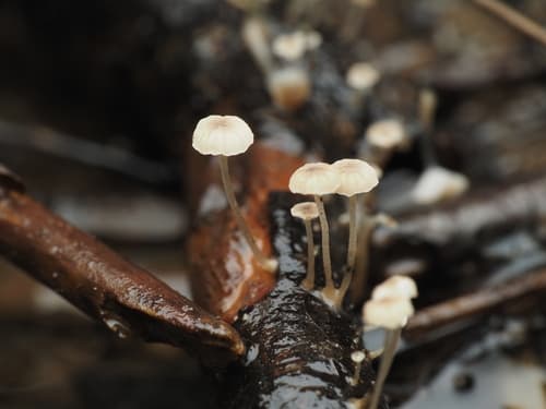 Marasmiineae