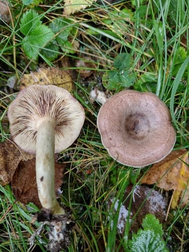 Lactarius luridus