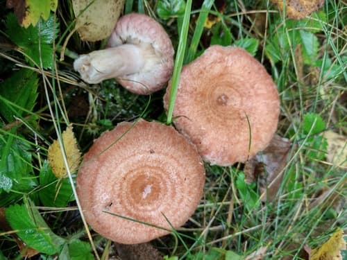 Mleczaj wełnianka