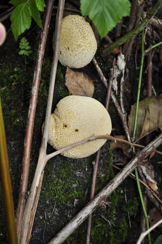 Tęgoskór cytrynowy