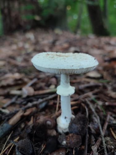 Muchomor cytrynowy