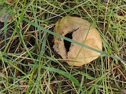Tęgoskór cytrynowy
