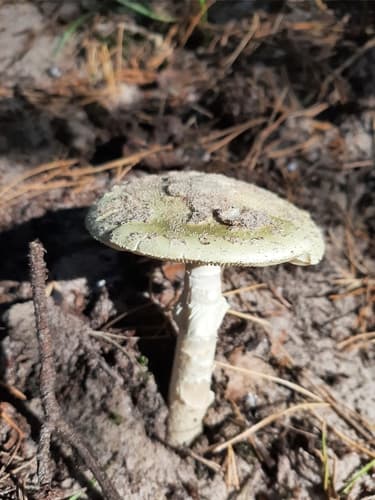 Muchomor cytrynowy