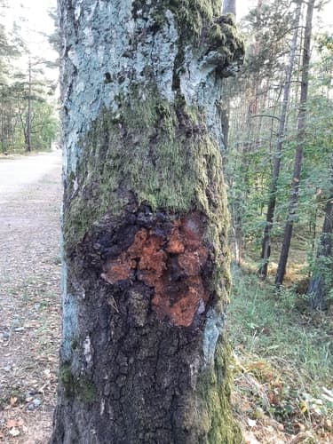 Błyskoporek podkorowy