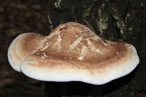 Białoporek brzozowy