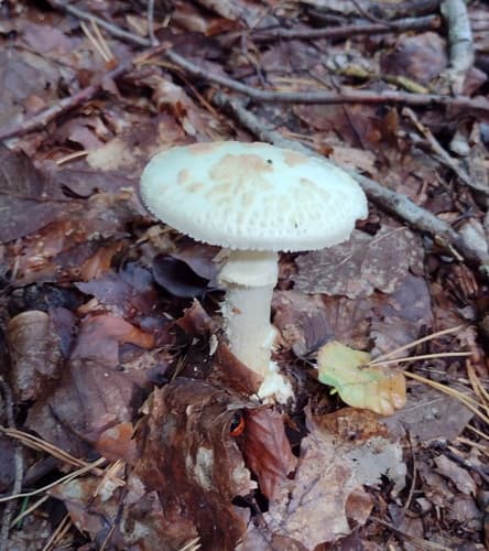 Muchomor cytrynowy