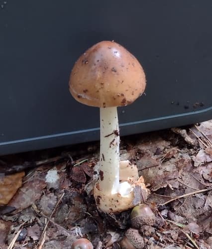 Muchomor rdzawobrązowy