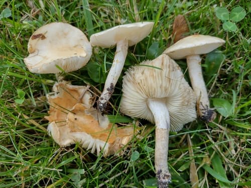 Lepiota fracida