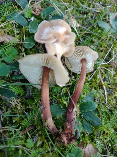 Łysostopek twardzioszkowaty
