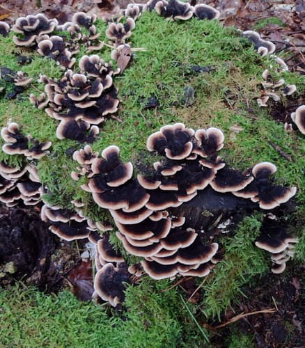 Szaroporka podpalana