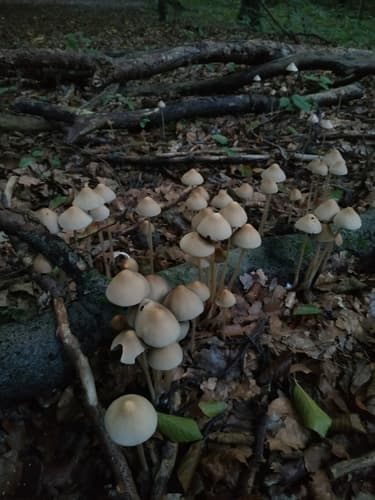 Kruchaweczka twardotrzonowa