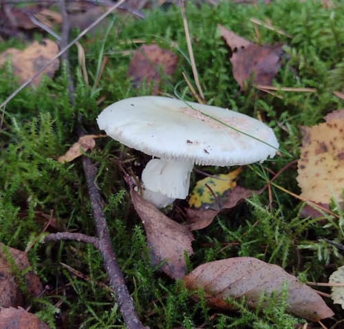 Muchomor cytrynowy