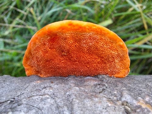 Gęstoporek cynobrowy