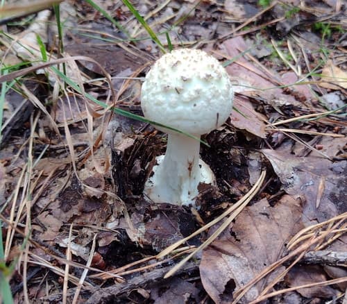 Muchomor cytrynowy