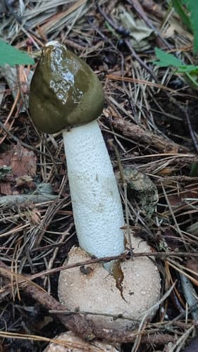 Sromotnik smrodliwy