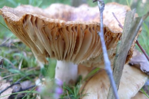 Foetentinae