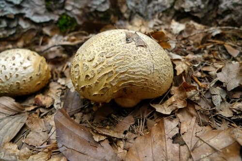 Tęgoskór cytrynowy