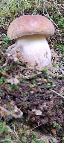 Borowik