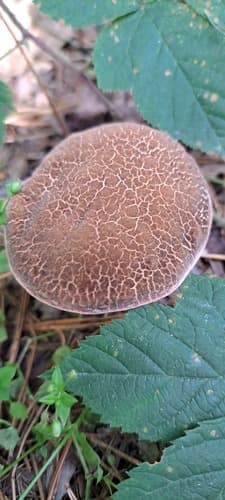 Xerocomellus
