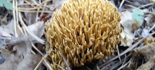 Phaeoclavulina