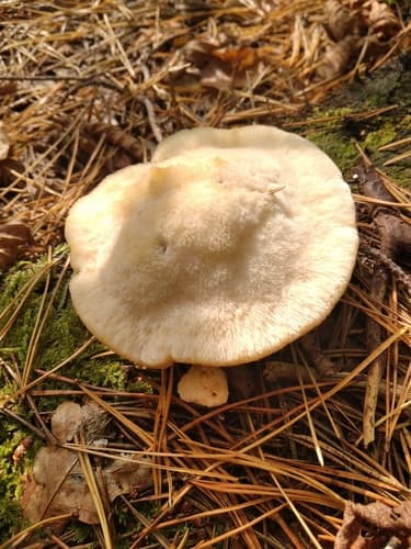 Gąbkowiec północny