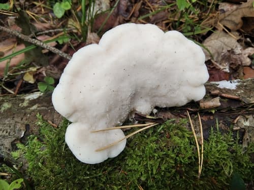 Białak śnieżysty