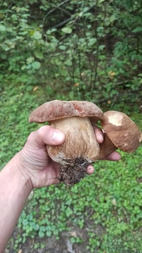 Borowik