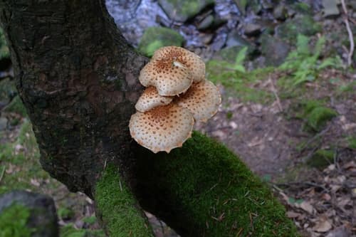 Łuskwiak