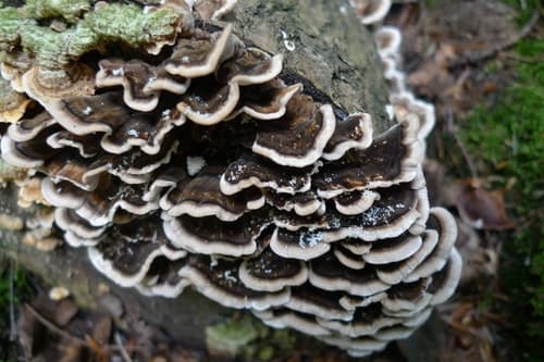 Szaroporka podpalana