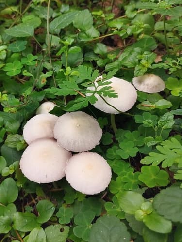 Kruchaweczka zaroślowa